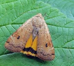 Attēlu rezultāti vaicājumam “Noctua fimbriata imago”