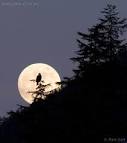 A Bald Eagle and the Moon | Sitka Nature