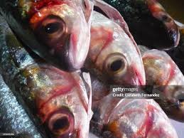 Image result for Mugil liza