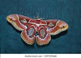 Attēlu rezultāti vaicājumam “Aphis jacobaeae”