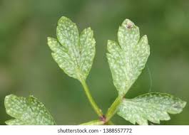 Attēlu rezultāti vaicājumam “Ochropsora ariae”