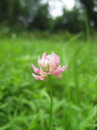 Attēlu rezultāti vaicājumam “Trifolium hybridum flower”
