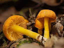 Attēlu rezultāti vaicājumam “Hygrocybe sp.”