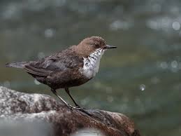 Attēlu rezultāti vaicājumam “Cinclus cinclus”