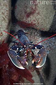 Image result for Homarus gammarus