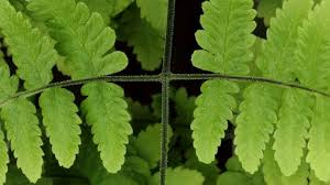 Attēlu rezultāti vaicājumam “Gymnocarpium robertianum”