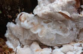 Attēlu rezultāti vaicājumam “Sarcoporia polyspora”