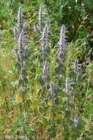 Attēlu rezultāti vaicājumam “Leonurus quinquelobatus”