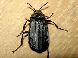 Attēlu rezultāti vaicājumam “Necrodes littoralis”