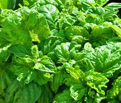 Attēlu rezultāti vaicājumam “Ocimum basilicum leaf”