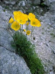 Image result for Alpenmohn