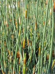 Attēlu rezultāti vaicājumam “Enteridium corticatum”