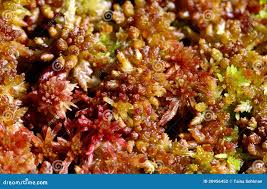 Attēlu rezultāti vaicājumam “Sphagnum capillifolium”