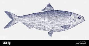 Image result for Alosa aestivalis