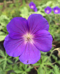Attēlu rezultāti vaicājumam “Geranium bohemicum”