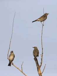 Image result for Turdus eunomus