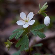Attēlu rezultāti vaicājumam “Isopyrum thalictroides flower”