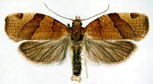 Attēlu rezultāti vaicājumam “Pandemis cerasana”