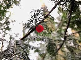 Attēlu rezultāti vaicājumam “Taxus baccata fruit”