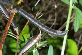 Attēlu rezultāti vaicājumam “Vicia cracca fruit”