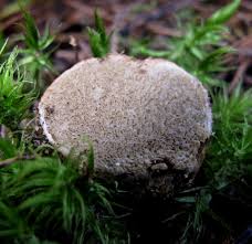 Attēlu rezultāti vaicājumam “Rhizopogon luteolus”