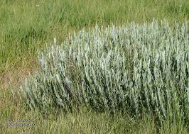 Attēlu rezultāti vaicājumam “Salix rosmarinifolia”