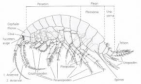 Attēlu rezultāti vaicājumam “Amphipoda”