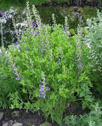 Attēlu rezultāti vaicājumam “Lophozia capitata”