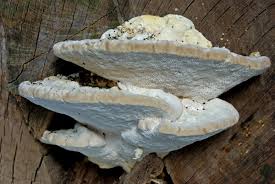 Attēlu rezultāti vaicājumam “Trametes gibbosa”