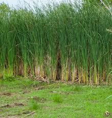 Attēlu rezultāti vaicājumam “Typha angustifolia”