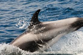 Image result for Lagenorhynchus albirostris