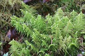 Attēlu rezultāti vaicājumam “Ptilium crista-castrensis”