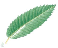 Attēlu rezultāti vaicājumam “Castanea sativa  leaf”