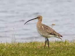 Attēlu rezultāti vaicājumam “Numenius arquata”