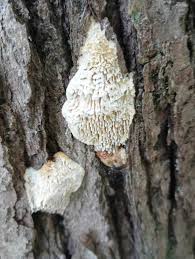 Attēlu rezultāti vaicājumam “Radulomyces confluens”