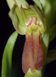Attēlu rezultāti vaicājumam “Coeloglossum viride flower”