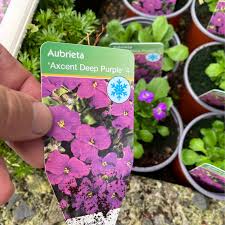 Attēlu rezultāti vaicājumam “Aubrieta deltoidea flower”
