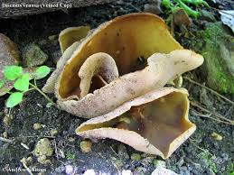 Attēlu rezultāti vaicājumam “Disciotis venosa”