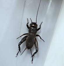 Attēlu rezultāti vaicājumam “Gryllus domesticus”