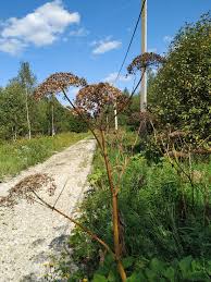Attēlu rezultāti vaicājumam “Heracleum sosnowskyi”