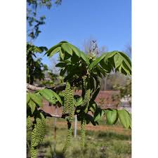 Attēlu rezultāti vaicājumam “Juglans ailanthifolia”