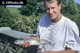 Image result for Alosa fallax