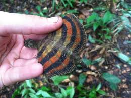 Image result for TRIANGLE CHANGQUAN FLYING DRAGON