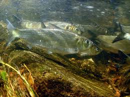 Image result for Alosa pseudoharengus