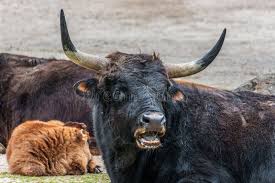 Attēlu rezultāti vaicājumam “Bos primigenius taurus”