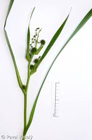 Attēlu rezultāti vaicājumam “Sparganium erectum aggr. fruit”