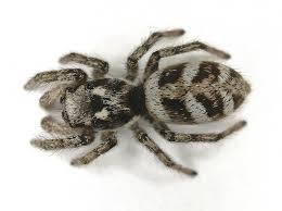 Attēlu rezultāti vaicājumam “Salticus scenicus”