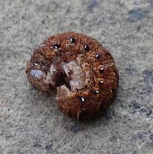 Attēlu rezultāti vaicājumam “Noctua fimbriata larva”