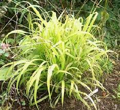 Attēlu rezultāti vaicājumam “Milium effusum”