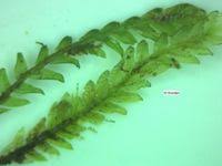 Attēlu rezultāti vaicājumam “Fissidens adianthoides”